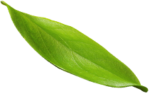 h1 leaf - Somi's Glamour Beauty Salon in Mehmoodabad